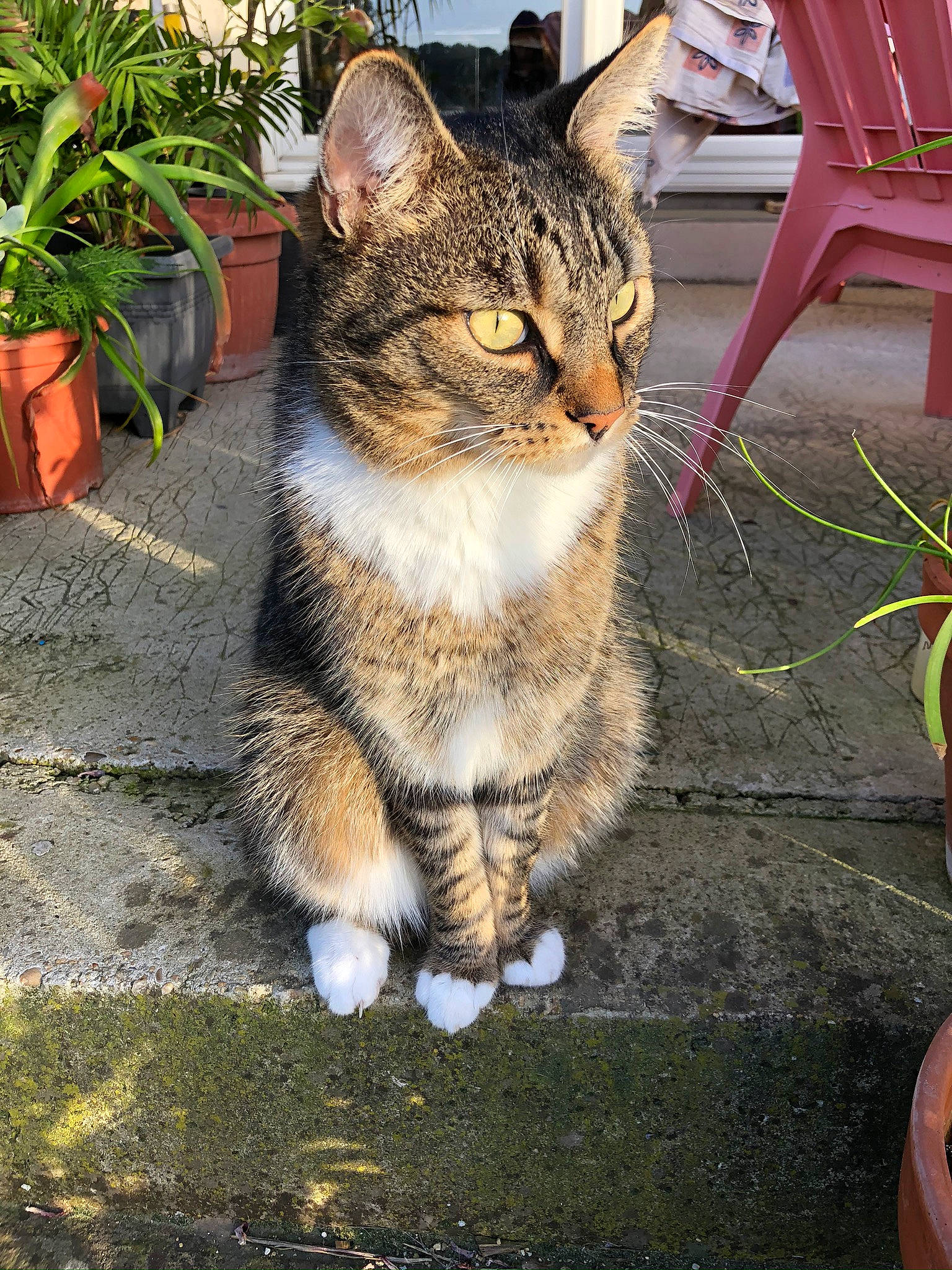 Baïa a rejoint le concours — aidez-le/la à gagner de superbes lots ! aegean_cat, american_wirehair, asian, carnivore, cat, domestic_short_haired_cat, european_shorthair, eye, fawn, felidae, fur, german_rex, grass, mammal, plant, polydactyl_cat, small_to_medium_sized_cats, snout, tabby_cat, whiskers