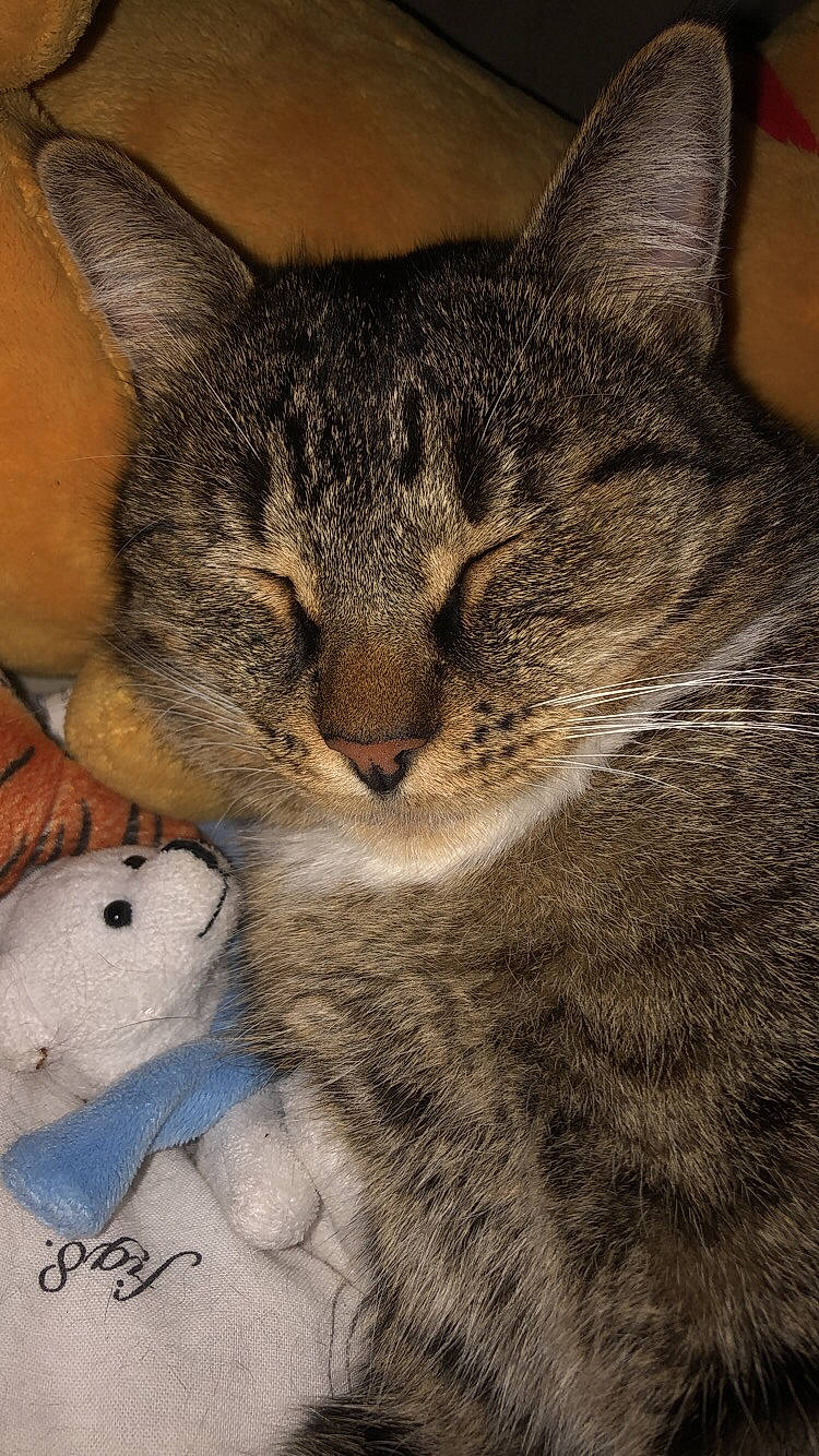 Baïa participe au concours pour gagner de l'argent avec cette photo : aegean_cat, american_shorthair, asian, california_spangled, carnivore, cat, chausie, close_up, domestic_short_haired_cat, dragon_li, egyptian_mau, european_shorthair, felidae, kitten, mammal, pixie_bob, small_to_medium_sized_cats, snout, tabby_cat, whiskers