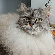Gamine participe au concours pour gagner de l'argent avec cette photo : cat, fluffy, gray, white, pet, animal, feline, whiskers, close_up, indoor, relaxed, portrait, fur, eyes, face, table, domestic, cute, resting, calm