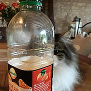 Lucas participe au concours pour gagner de l'argent avec cette photo : cat, juice_bottle, table, indoor, curious, peek, clementine, drink, glass_bottle, beverage, wooden_table, flower_vase, clock, background, domestic, pet, feline, close_up, household, curiosity