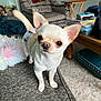 alert, animal, canine, carpet, chihuahua, close_up, couch, curious, dog, domestic_animal, ears, furniture, indoor, living_room, pet, pillow, small_dog, table, tail, whiskers
