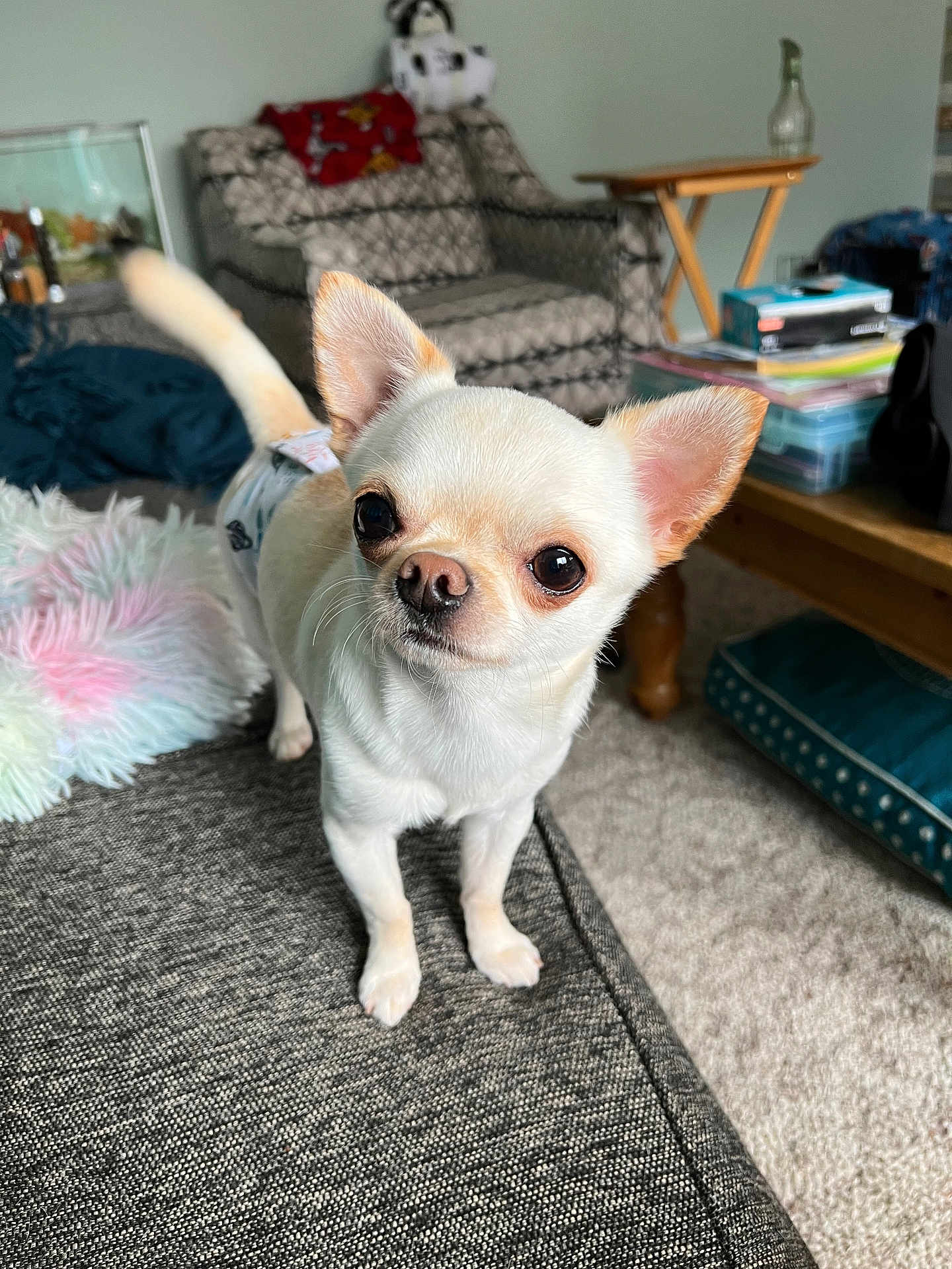 Ozzy is registered to the contest to win money with this photo: alert, animal, canine, carpet, chihuahua, close_up, couch, curious, dog, domestic_animal, ears, furniture, indoor, living_room, pet, pillow, small_dog, table, tail, whiskers