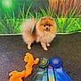 animal, awards, celebration, competition, cute, dog, floor, fluffy, fur, grass_backdrop, indoor, orange_toy, pet, pet_toy, pomeranian, ribbons, small_dog, standing, toy, tree_trunk_backdrop