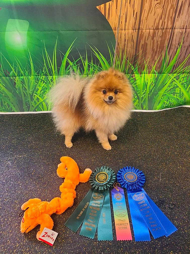 Captain Jack joined the competition — help win amazing prizes! dog, pomeranian, fluffy, toy, ribbons, awards, floor, grass_backdrop, tree_trunk_backdrop, pet, competition, cute, small_dog, orange_toy, indoor, standing, animal, fur, pet_toy, celebration