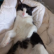 Milou a rejoint le concours — aidez-le/la à gagner de superbes lots ! cat, black_and_white, relaxed, sleeping, pet, indoor, quilt, blanket, fur, whiskers, cute, cozy, animal, mammal, domestic, resting, paw, pink_nose, feline, bed