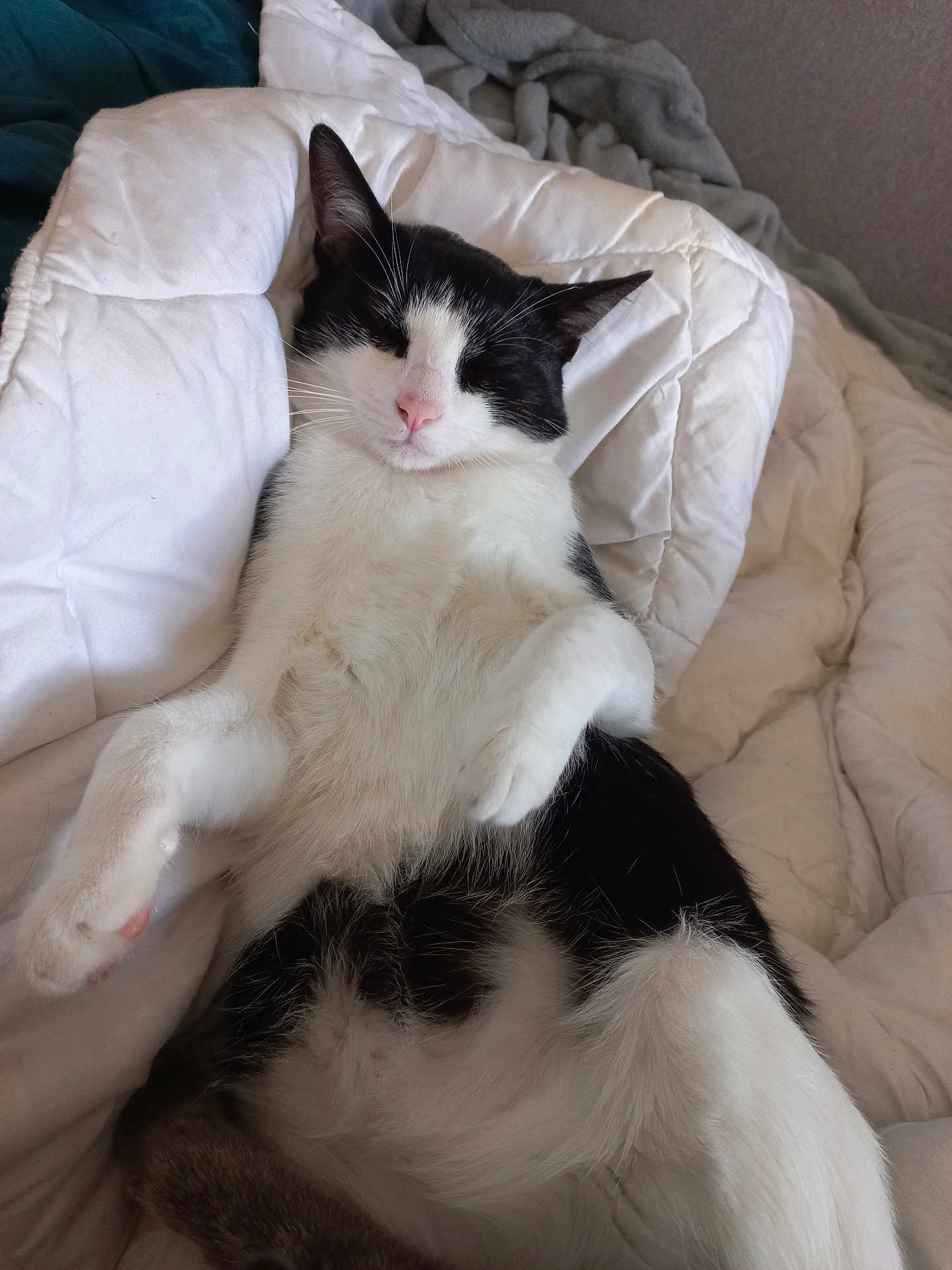 Milou a rejoint le concours — aidez-le/la à gagner de superbes lots ! cat, black_and_white, relaxed, sleeping, pet, indoor, quilt, blanket, fur, whiskers, cute, cozy, animal, mammal, domestic, resting, paw, pink_nose, feline, bed