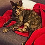 cat, tortoiseshell_cat, pet, animal, feline, resting, couch, blanket, red_blanket, white_blanket, indoor, cozy, fur, paw, ears, whiskers, relaxed, looking, closeup, domestic_animal