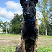 Ades participe au concours pour gagner de l'argent avec cette photo : dog, canine, bow_tie, grass, park, outdoor, nature, tree, sky, cloud, sitting, portrait, animal, pet, mammal, alert, ears_up, brown, black, focused