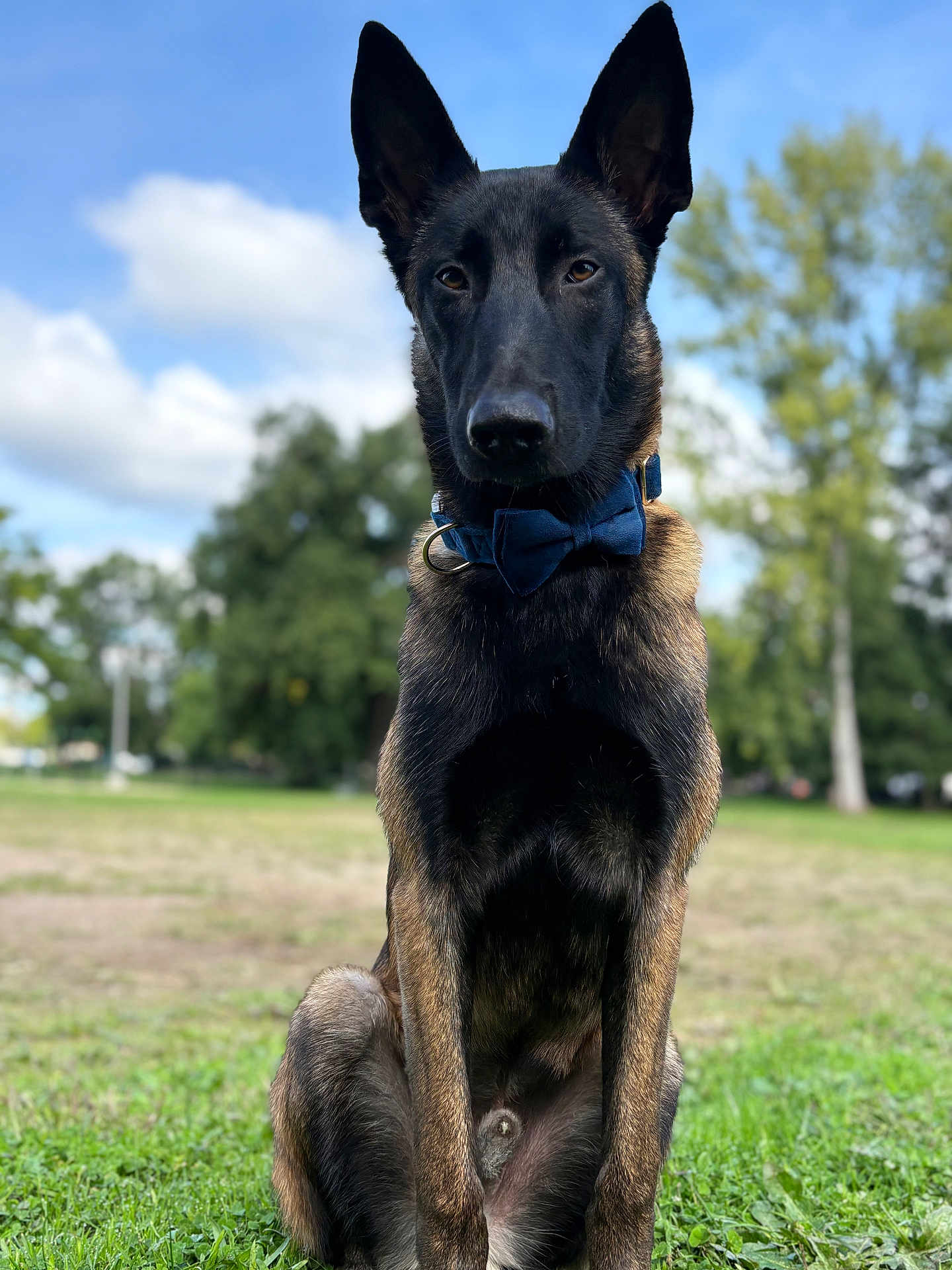 Ades participe au concours pour gagner de l'argent avec cette photo : dog, canine, bow_tie, grass, park, outdoor, nature, tree, sky, cloud, sitting, portrait, animal, pet, mammal, alert, ears_up, brown, black, focused