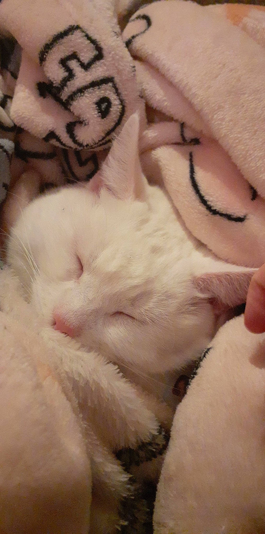 Snowball joined the competition — help win amazing prizes! carnivore, cat, claw, close_up, comfort, domestic_short_haired_cat, eyelash, fawn, felidae, fur, linens, nail, nap, pattern, paw, sleep, small_to_medium_sized_cats, snout, tail, whiskers