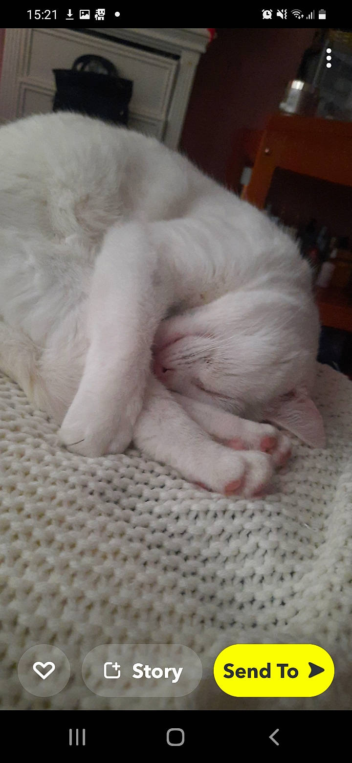 Snowball joined the competition — help win amazing prizes! canidae, carnivore, cat, claw, comfort, domestic_short_haired_cat, fawn, felidae, fur, linens, nail, nap, paw, sleep, small_to_medium_sized_cats, snout, tail, vertebrate, whiskers, wool