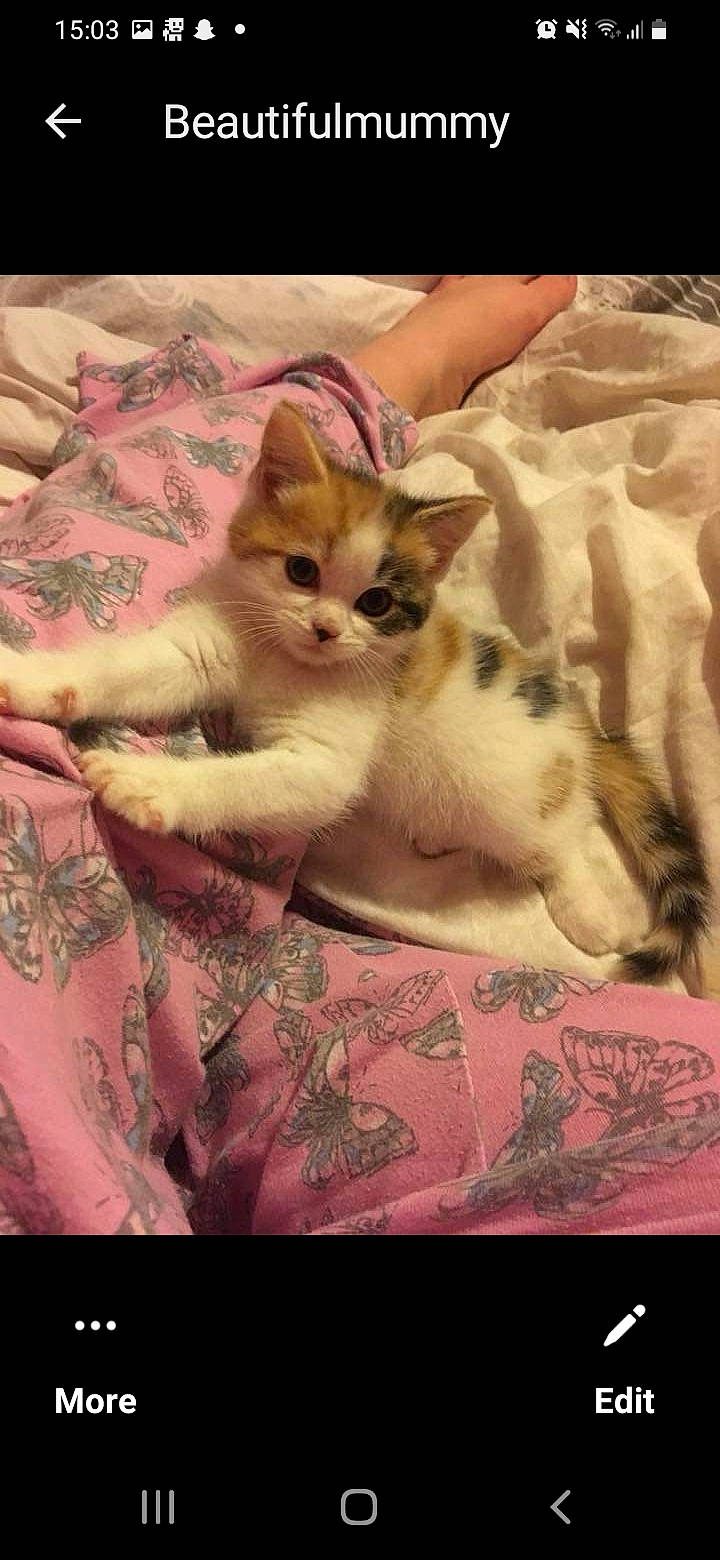 Melody is registered to the contest to win money with this photo: carnivore, cat, comfort, domestic_short_haired_cat, fawn, felidae, fur, linens, pattern, paw, small_to_medium_sized_cats, tail, whiskers