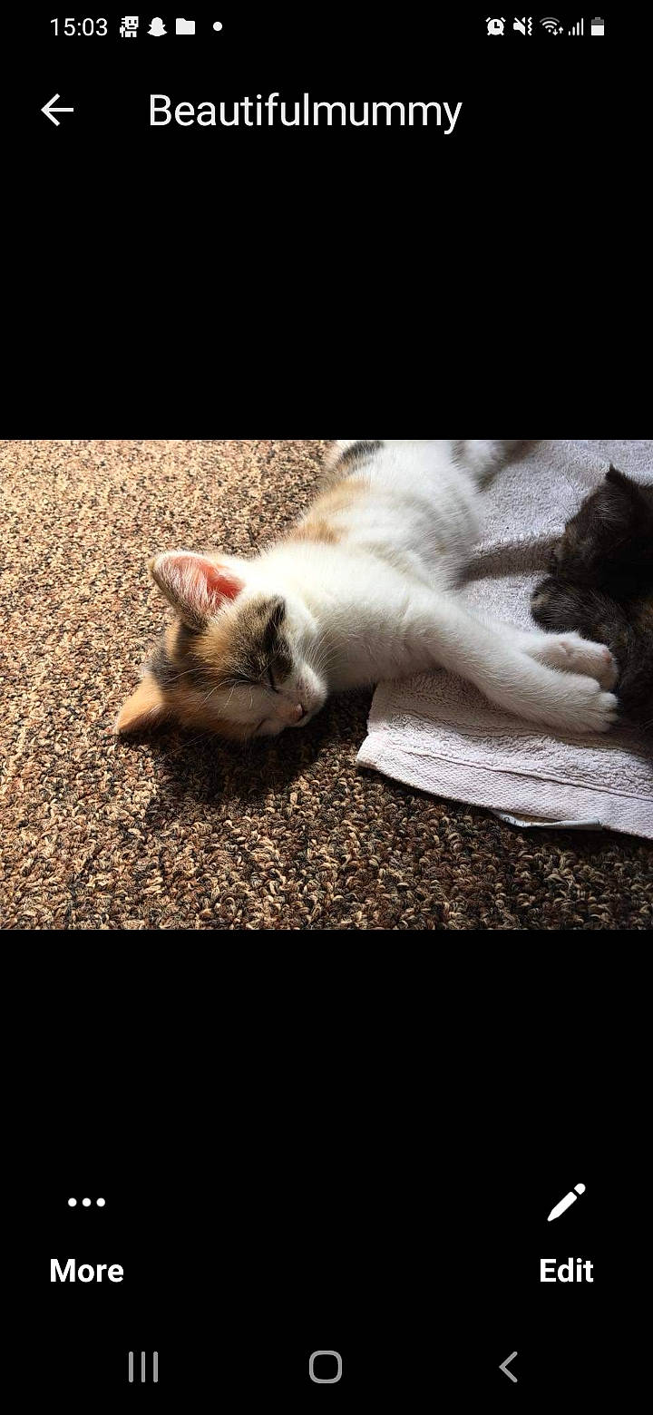 Melody joined the competition — help win amazing prizes! carnivore, cat, claw, comfort, darkness, domestic_short_haired_cat, felidae, fur, human_leg, linens, nap, paw, photo_caption, small_to_medium_sized_cats, snout, still_life_photography, tail, whiskers, wildlife, wood