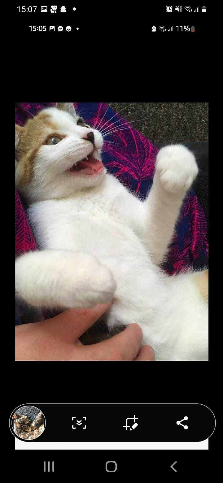 Melody joined the competition — help win amazing prizes! art, canidae, carnivore, cat, claw, companion_dog, domestic_short_haired_cat, felidae, fur, gesture, paw, photo_caption, photography, rectangle, small_to_medium_sized_cats, tail, whiskers