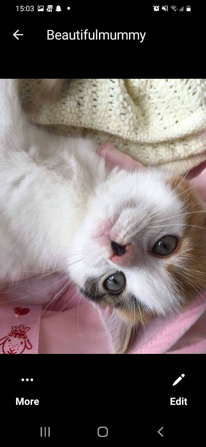 Melody joined the competition — help win amazing prizes! carnivore, cat, claw, comfort, fawn, felidae, fur, paw, photography, small_to_medium_sized_cats, snout, terrestrial_animal, whiskers