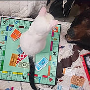 Wild is registered to the contest to win money with this photo: cat, board_game, monopoly, game_pieces, money, cards, white_cat, black_tail, table, quilt, bear_head, fur, indoor, playing, pet, animal, funny, tabletop, game_night, board