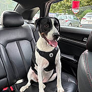 Lola is registered to the contest to win money with this photo: dog, black_and_white, harness, car_interior, leather_seat, backseat, window, trees, parked_cars, tongue_out, pet, animal, happy, sitting, seatbelt_buckle, daylight, vehicle, side_window, headrest, outdoor_view