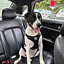 dog, black_and_white, harness, car_interior, leather_seat, backseat, window, trees, parked_cars, tongue_out, pet, animal, happy, sitting, seatbelt_buckle, daylight, vehicle, side_window, headrest, outdoor_view