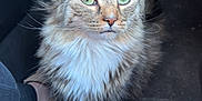 Kevin joined the competition — help win amazing prizes! cat, tabby, green_eyes, fluffy, pet, animal, car_interior, floor, seat, fur, whiskers, ears, closeup, portrait, domestic_cat, indoor, looking_up, feline, cute, calm