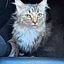 cat, tabby, green_eyes, fluffy, pet, animal, car_interior, floor, seat, fur, whiskers, ears, closeup, portrait, domestic_cat, indoor, looking_up, feline, cute, calm