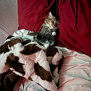 Kevin joined the competition — help win amazing prizes! kitten, cat, sleeping, blanket, bed, pillow, fur, cozy, cute, indoor, pet, resting, domestic_animal, animal, feline, soft, warm, comfortable, nap, fur_pattern