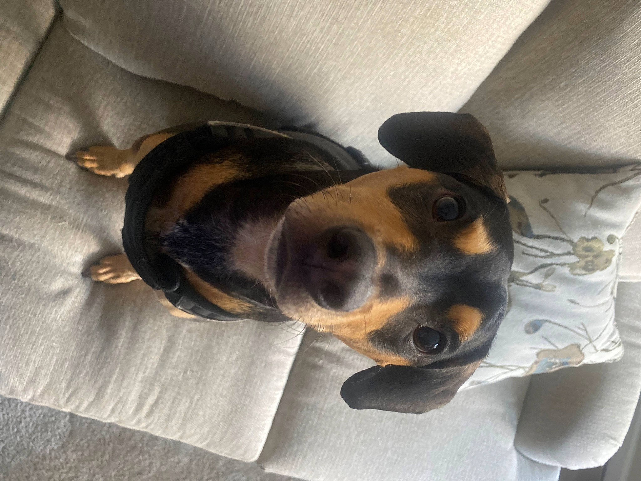 Reese joined the competition — help win amazing prizes! canidae, carnivore, collar, comfort, companion_dog, dog, dog_bed, dog_breed, dog_supply, ear, fawn, grey, paw, pet_supply, snout, sporting_group, terrestrial_animal, whiskers, working_animal