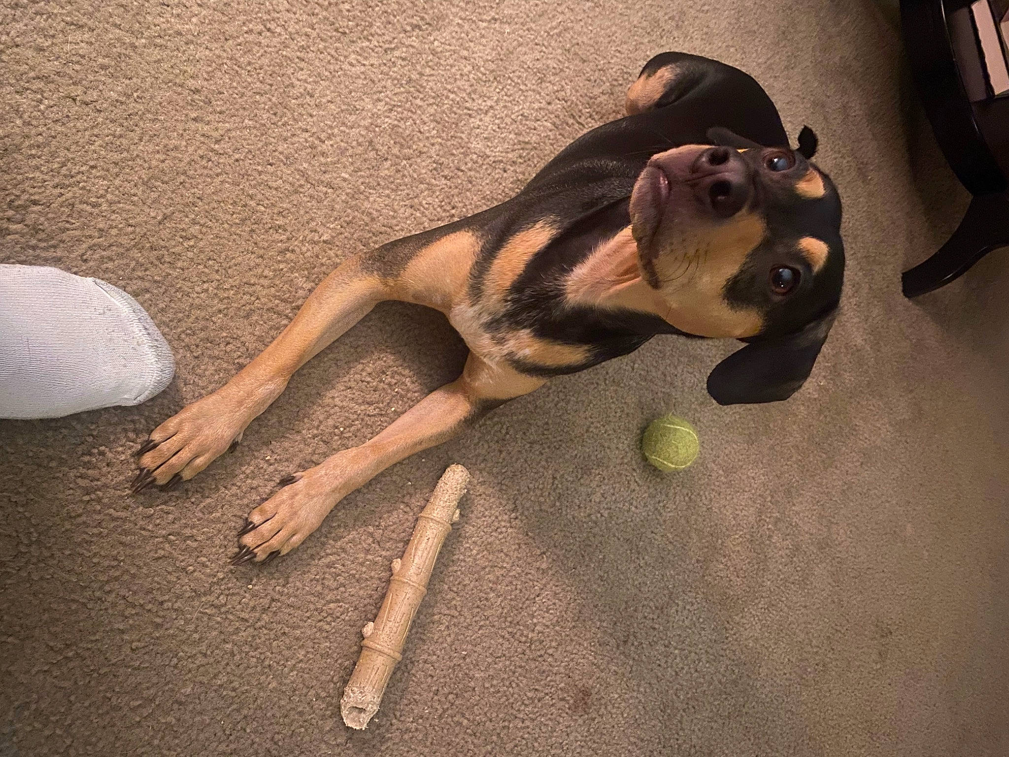 Reese is registered to the contest to win money with this photo: arm, barefoot, chest, companion_dog, dress, eyewear, fawn, finger, floor, flooring, foot, fun, human_leg, knee, selfie, shadow, tail, thigh, toy, wood