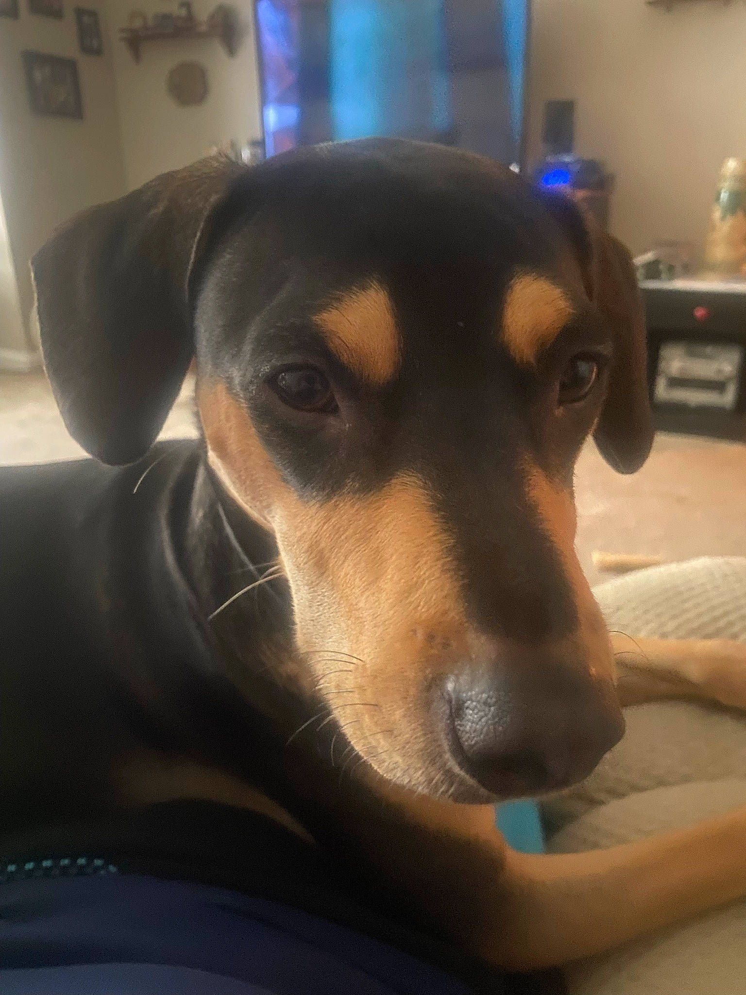 Reese joined the competition — help win amazing prizes! canidae, carnivore, comfort, companion_dog, dog, dog_breed, ear, fur, guard_dog, jaw, snout, sporting_group, terrestrial_animal, whiskers, working_animal, working_dog