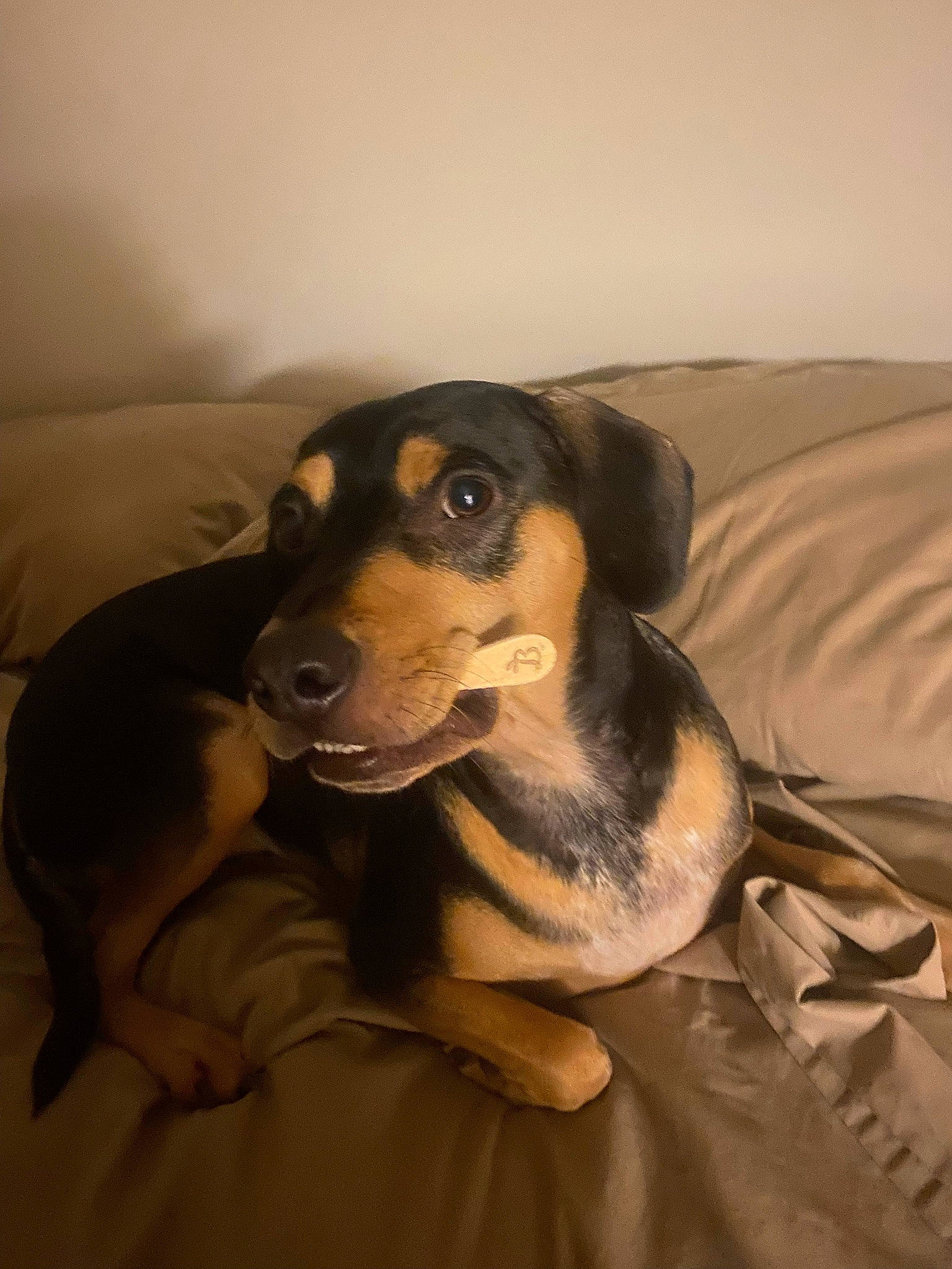 Reese joined the competition — help win amazing prizes! canidae, carnivore, comfort, companion_dog, dog, dog_breed, fawn, fur, guard_dog, hound, hunting_dog, scent_hound, sitting, snout, sporting_group, whiskers, working_animal, working_dog