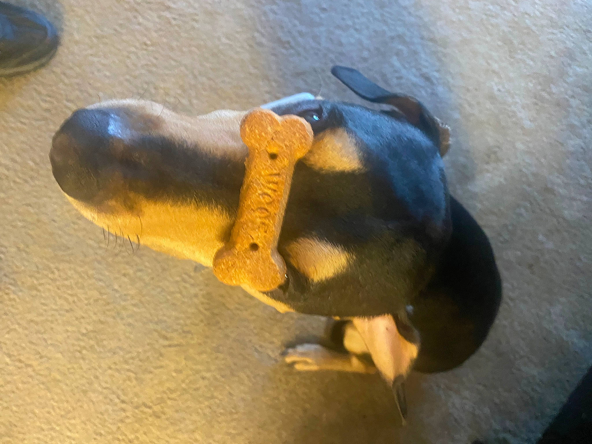 Reese joined the competition — help win amazing prizes! canidae, carmine, carnivore, clog, companion_dog, dog, dog_breed, electric_blue, fawn, flooring, human_leg, outdoor_shoe, paw, snout, sporting_group, stuffed_toy, tail, terrestrial_animal, wood, working_animal