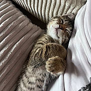 Pixie a rejoint le concours — aidez-le/la à gagner de superbes lots ! blanket, cat, closeup, comfort, cozy, cushion, cute, domestic_animal, feline, fur, indoor, kitten, nap, paw, pet, relaxation, sleeping, soft, tabby, whiskers