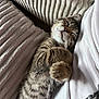 blanket, cat, closeup, comfort, cozy, cushion, cute, domestic_animal, feline, fur, indoor, kitten, nap, paw, pet, relaxation, sleeping, soft, tabby, whiskers