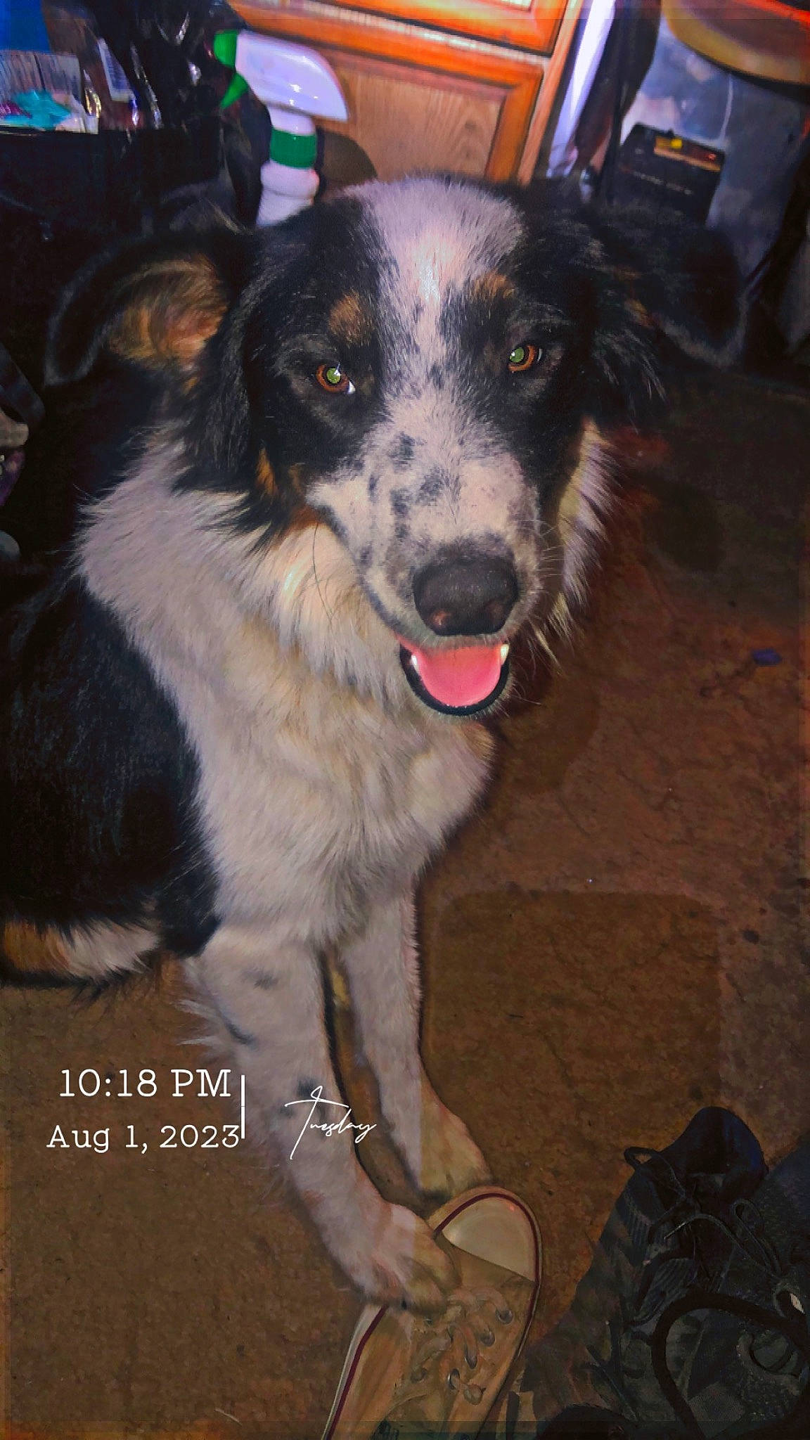 Moo joined the competition — help win amazing prizes! canidae, carnivore, collar, companion_dog, dog, dog_breed, dog_collar, fur, herding_dog, sporting_group, whiskers, working_dog