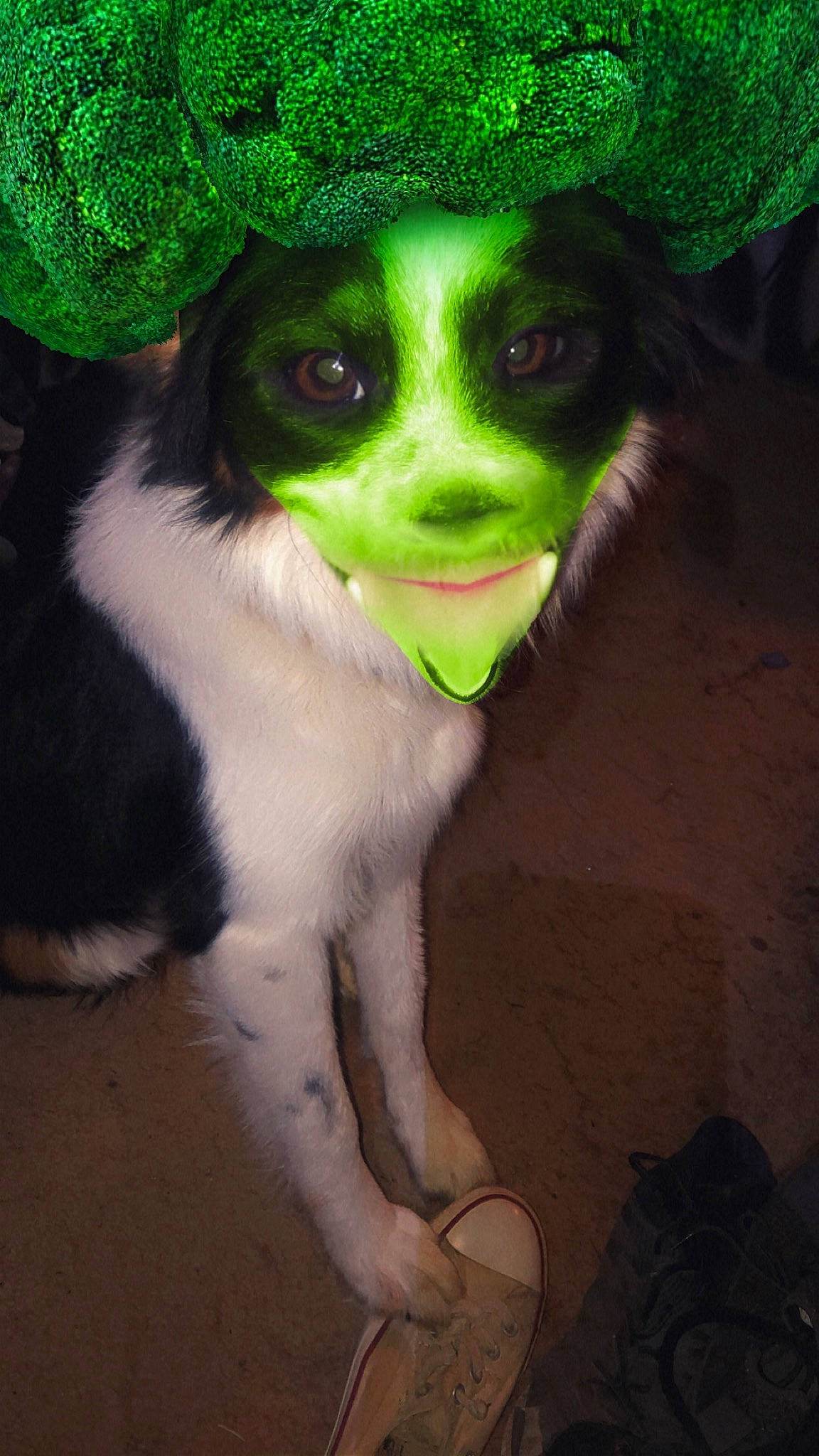 Moo is registered to the contest to win money with this photo: canidae, carnivore, companion_dog, dog, dog_breed, eyewear, fur, grass, personal_protective_equipment, snout, sporting_group, whiskers, working_animal