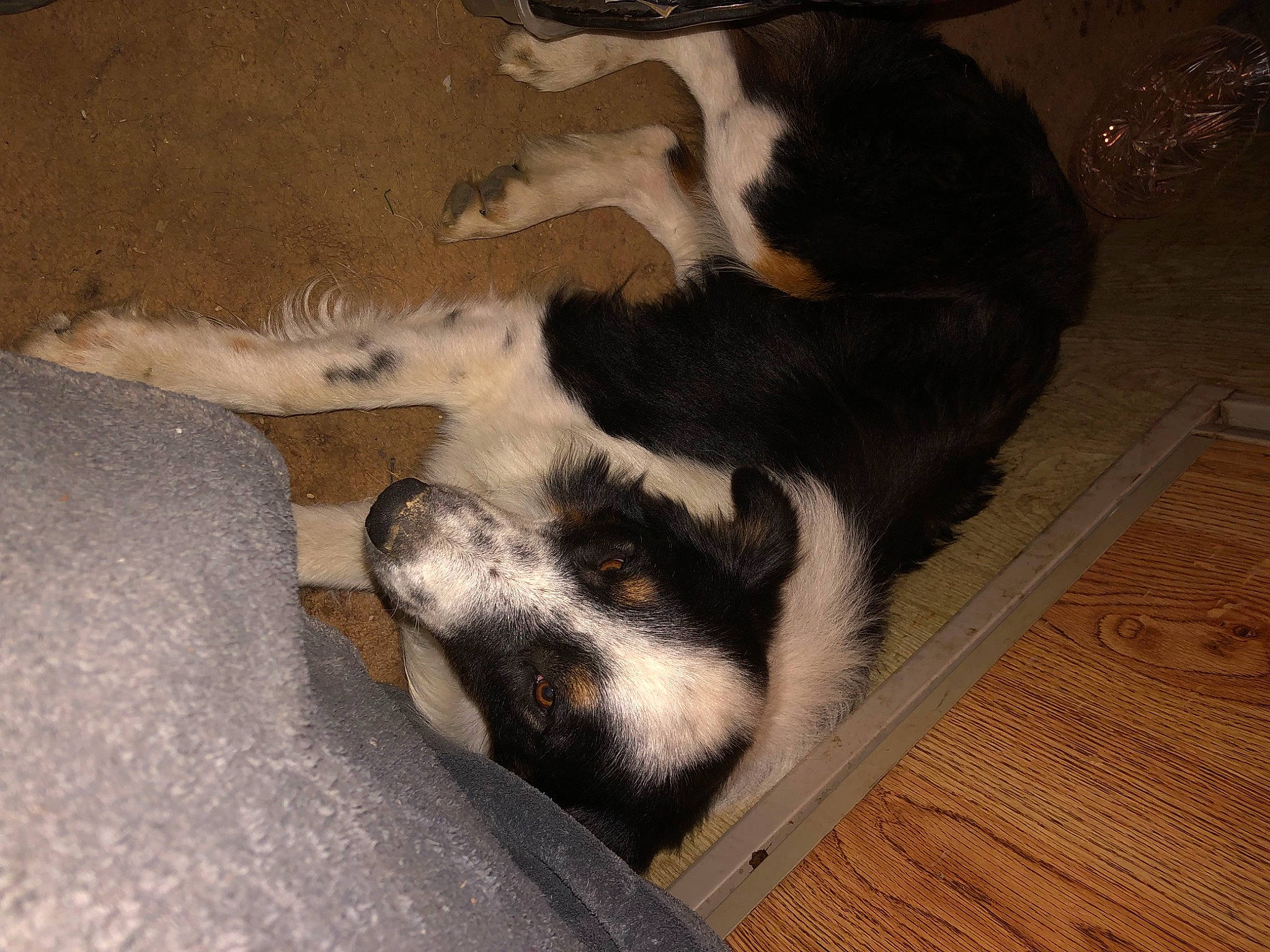 Moo is registered to the contest to win money with this photo: bored, canidae, carnivore, comfort, companion_dog, dog, dog_breed, flooring, foot, fur, hardwood, paw, plank, small_to_medium_sized_cats, snout, sporting_group, tail, terrestrial_animal, varnish, wood