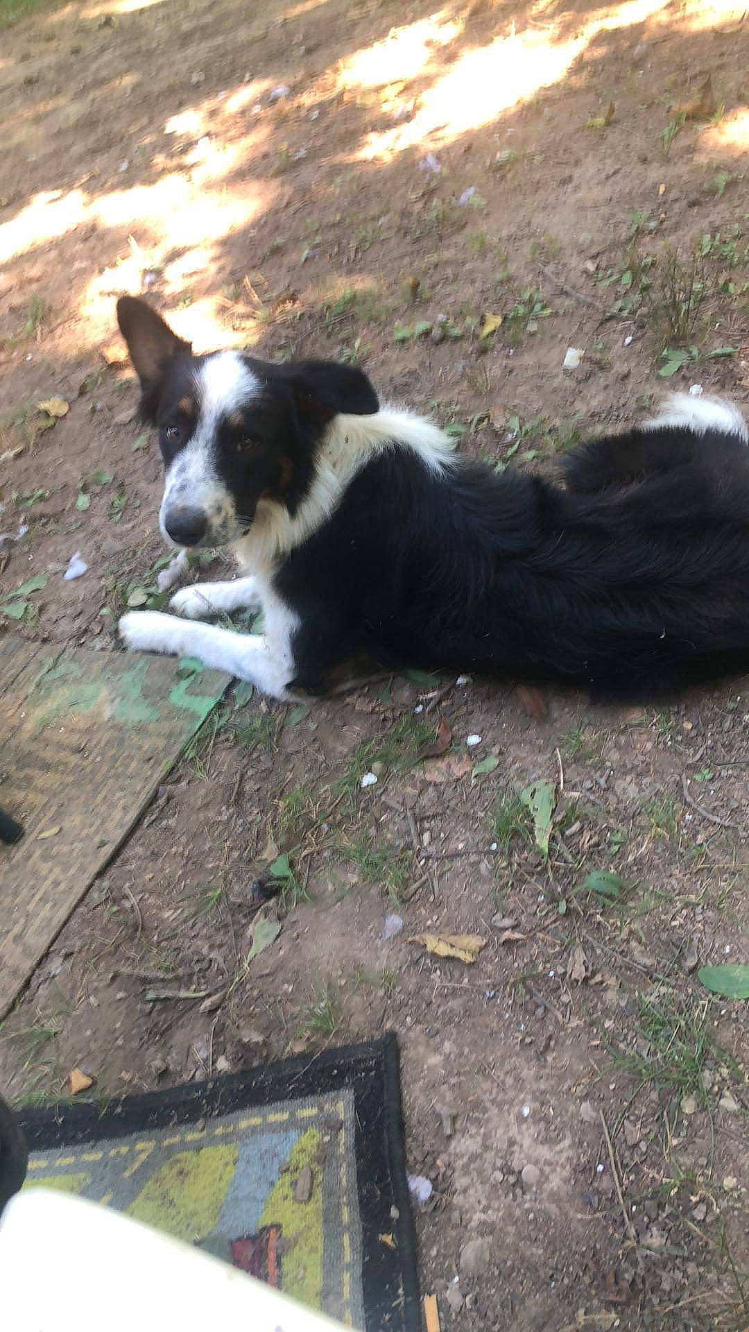 Moo is registered to the contest to win money with this photo: border_collie, canidae, carnivore, companion_dog, dog, dog_breed, grass, herding_dog, mcnab, plant, shadow, soil, sporting_group, tail, terrestrial_animal, tree, whiskers, working_animal, working_dog