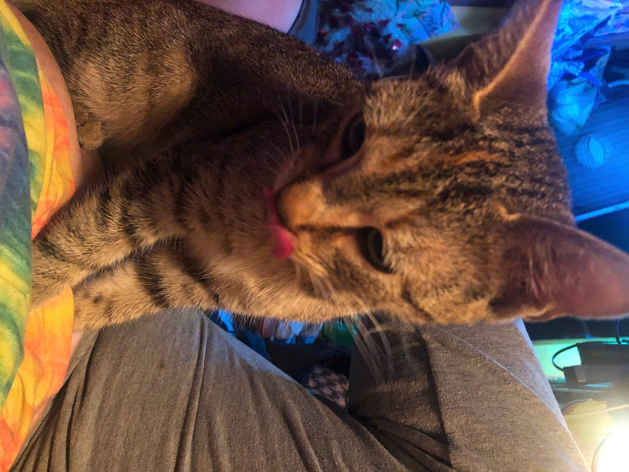 Little Bits is registered to the contest to win money with this photo: blue, carnivore, cat, close_up, cloud, comfort, domestic_short_haired_cat, ear, felidae, fur, human_leg, lap, mammal, paw, sky, small_to_medium_sized_cats, snout, tail, vertebrate, whiskers