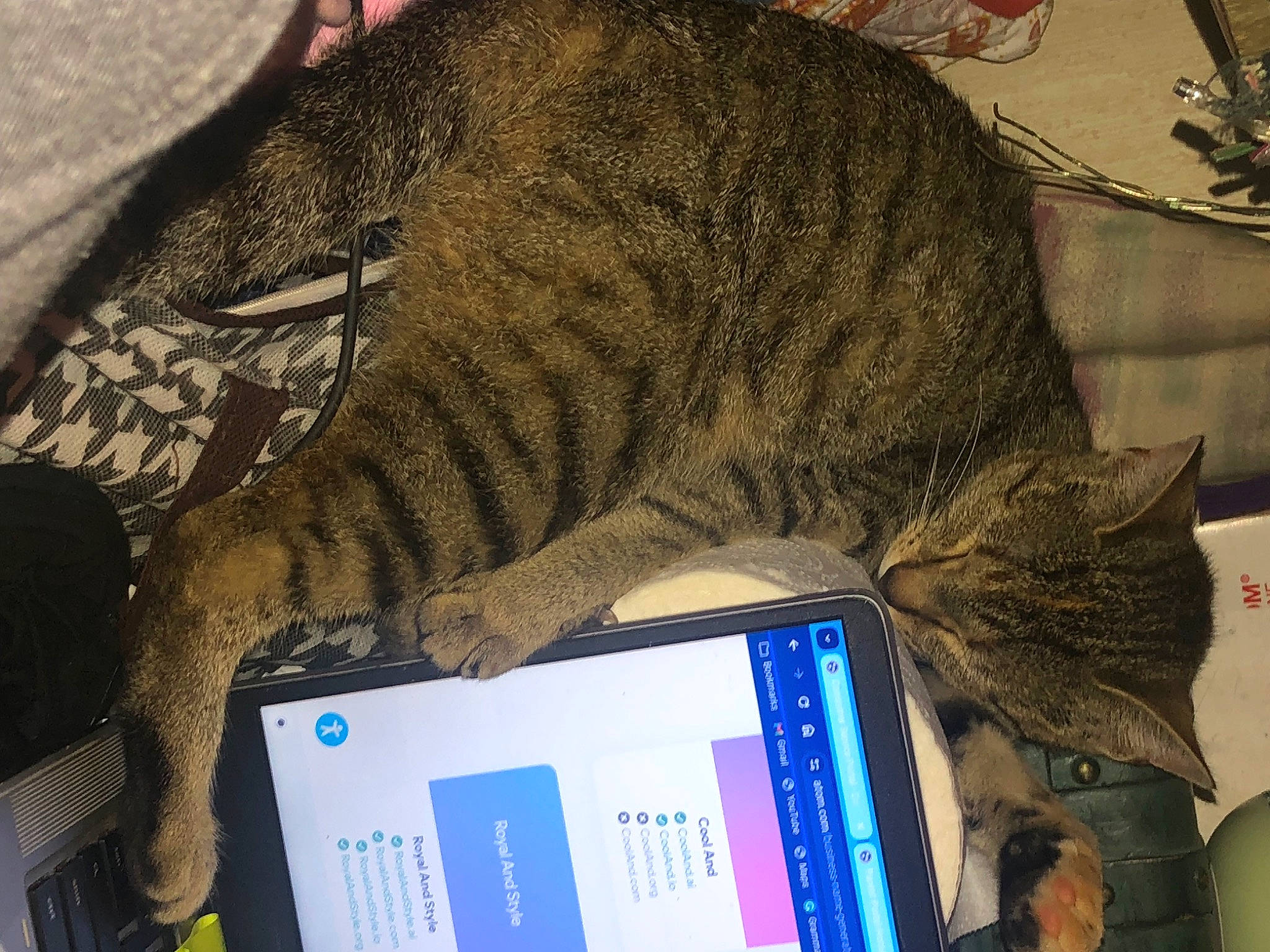 Little Bits is registered to the contest to win money with this photo: carnivore, cat, claw, communication_device, computer, computer_hardware, domestic_short_haired_cat, felidae, fur, lap, laptop, nap, netbook, output_device, pattern, personal_computer, small_to_medium_sized_cats, tail, terrestrial_animal, whiskers