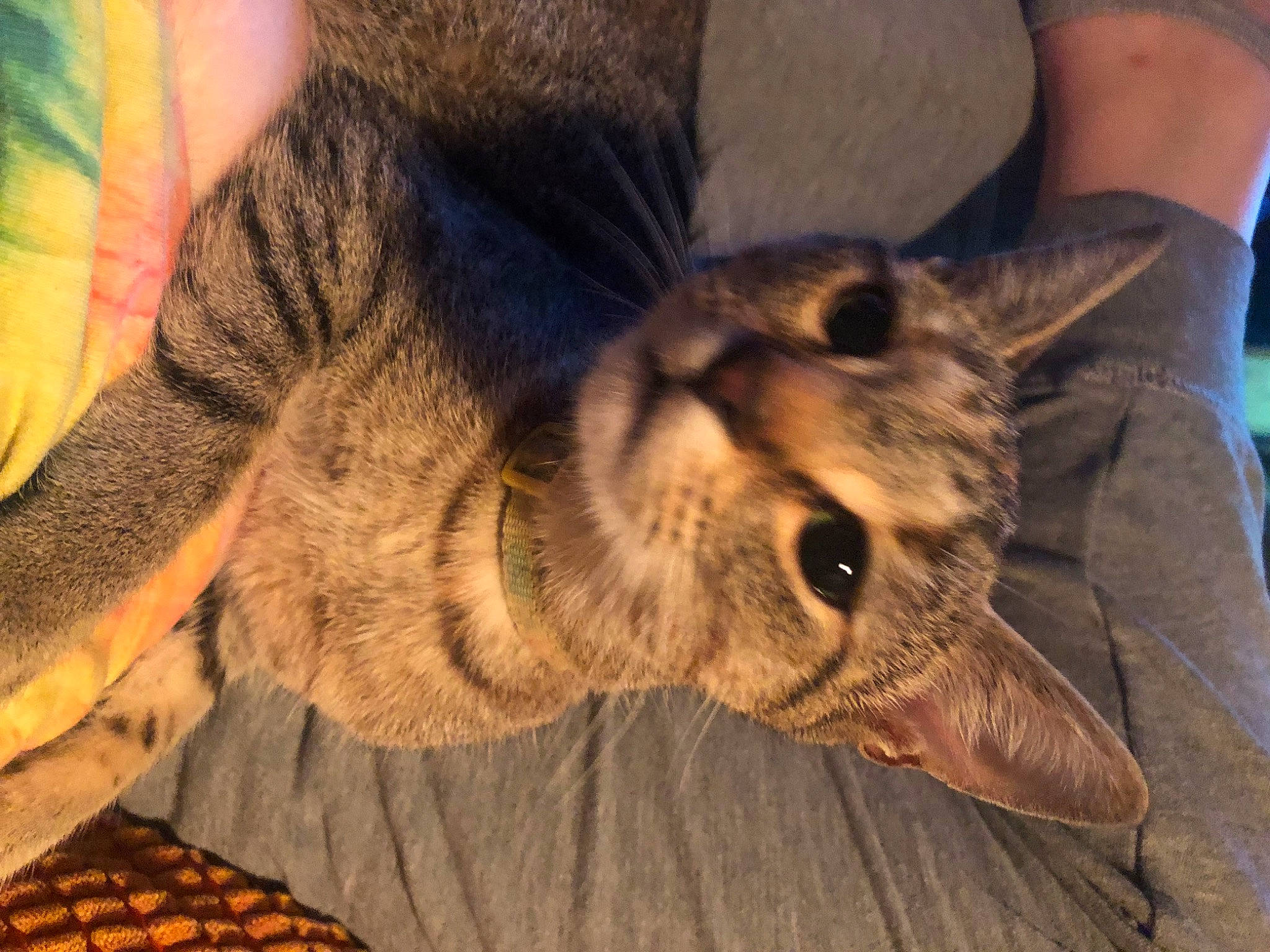 Little Bits is registered to the contest to win money with this photo: canidae, carnivore, cat, claw, domestic_short_haired_cat, fawn, felidae, fur, owl, paw, sleep, small_to_medium_sized_cats, snout, tail, terrestrial_animal, tree, whiskers, wildlife, wood