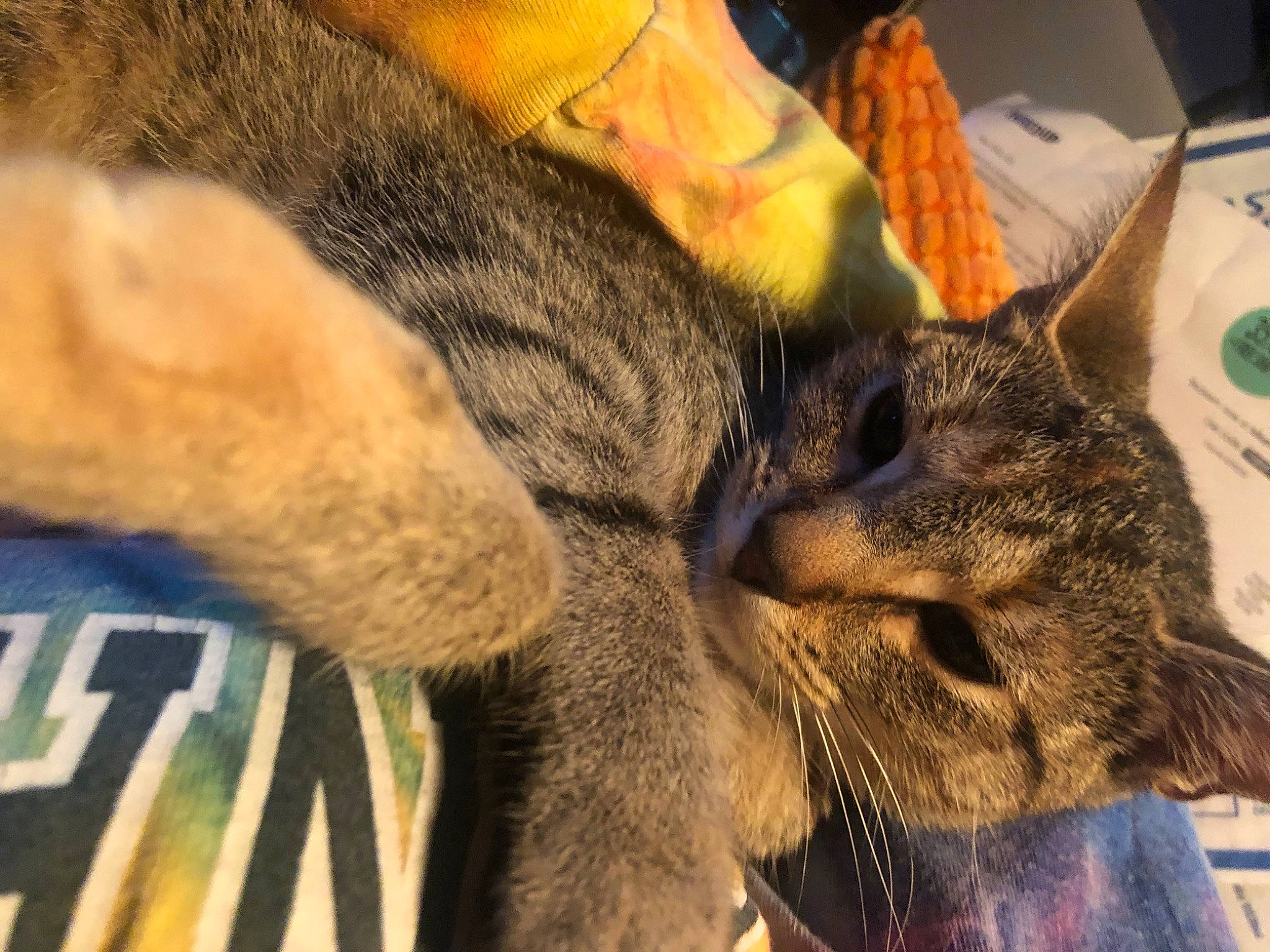 Little Bits joined the competition — help win amazing prizes! carnivore, cat, claw, comfort, domestic_short_haired_cat, felidae, fur, gesture, human_leg, nap, paw, small_to_medium_sized_cats, snout, tail, tree, whiskers