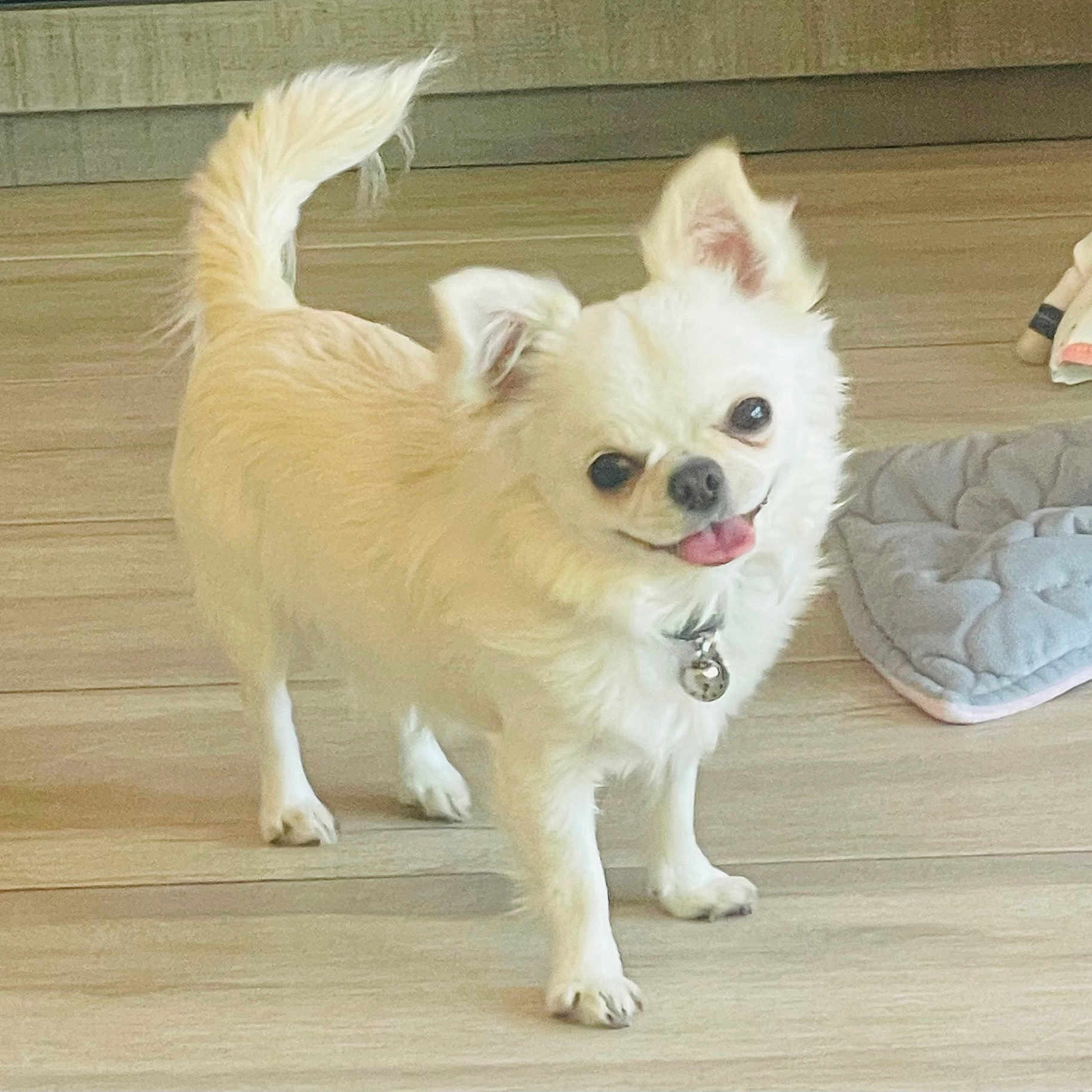 Memphis is registered to the contest to win money with this photo: animal, bell, chihuahua, collar, companion, cute, dog, ears_up, floor_mat, happy, indoor, light, pet, small_dog, smiling, standing, tail_up, tongue_out, white_dog, wooden_floor