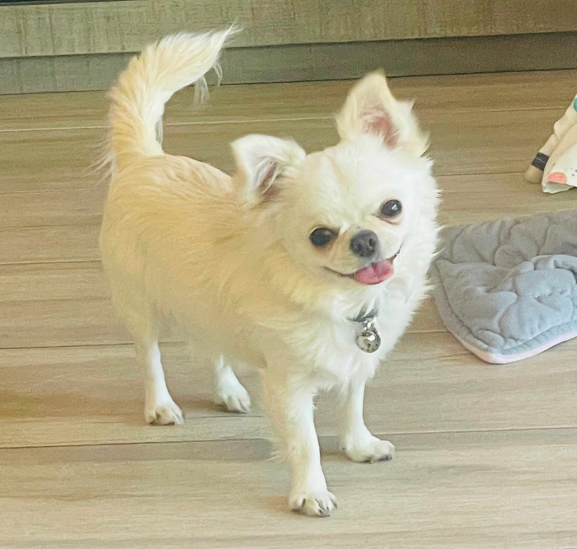 Memphis is registered to the contest to win money with this photo: dog, white_dog, small_dog, chihuahua, pet, indoor, wooden_floor, collar, bell, happy, tongue_out, tail_up, ears_up, cute, animal, companion, floor_mat, light, smiling, standing