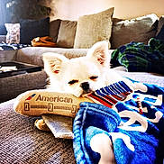 Memphis is registered to the contest to win money with this photo: airplane_toy, blanket, comfort, couch, cozy, cute, dog, furniture, home, indoor, living_room, nap, pet, pillows, plush_toy, relaxation, sleepy, snuggle, soft_toy, white_dog