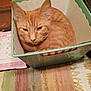 Rusty joined the competition — help win amazing prizes! cat, orange_tabby, basket, plastic_container, striped_rug, calendar, table, indoor, pet, feline, fur, whiskers, ears, face, resting, cozy, home, domestic, curled_up, sleepy