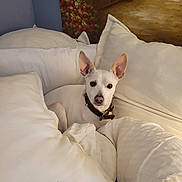 Frito joined the competition — help win amazing prizes! attentive, calm, collar, comfortable, cozy, curious, dog, ears, flowers, fur, home, indoor, painting, pet, pillows, resting, small_dog, wall, white_dog, white_pillows