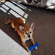 Baby joined the competition — help win amazing prizes! dog, toy, blue_bone, carpet, sunlight, shadow, couch, floral_pattern, indoor, pet, small_dog, tan_dog, ears_up, looking_at_camera, home, cozy, floor, animal, playful, resting