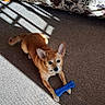 dog, toy, blue_bone, carpet, sunlight, shadow, couch, floral_pattern, indoor, pet, small_dog, tan_dog, ears_up, looking_at_camera, home, cozy, floor, animal, playful, resting