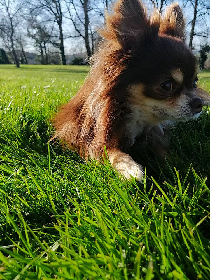 Jekkyl participe au concours pour gagner de l'argent avec cette photo : canidae, carnivore, chihuahua, companion_dog, dog, dog_breed, fawn, grass, lawn, mammal, papillon, plant, pomeranian, puppy, snout, sporting_group, toy_dog