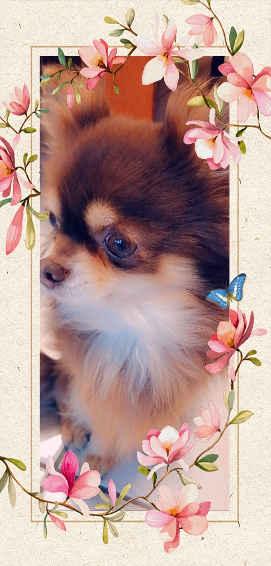 Jekkyl participe au concours pour gagner de l'argent avec cette photo : ancient_dog_breeds, canidae, carnivore, companion_dog, dog, dog_breed, fawn, german_spitz, german_spitz_klein, mammal, non_sporting_group, plant, pomeranian, puppy, puppy_love, spitz, toy_dog, vertebrate