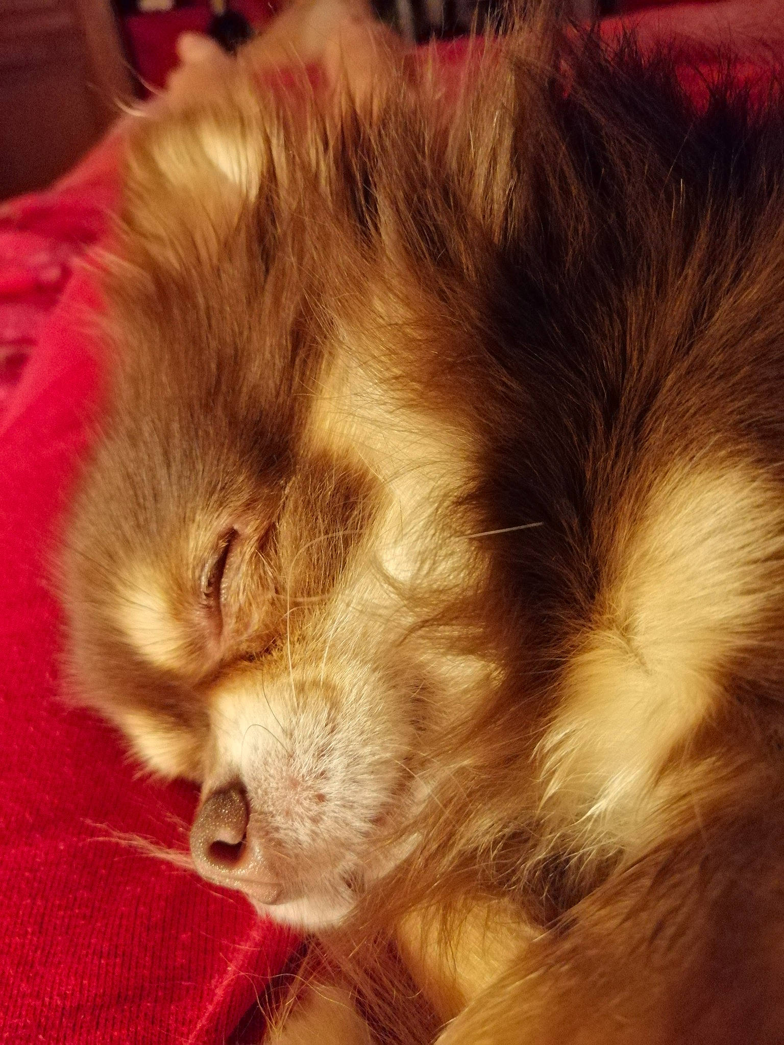 Jekkyl participe au concours pour gagner de l'argent avec cette photo : canidae, carnivore, cat, ear, felidae, fur, hair, kitten, nap, norwegian_forest_cat, nose, sleep, small_to_medium_sized_cats, snout, tail, whiskers